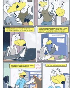 Brogulls 062
