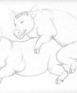 Pig Transformation 042