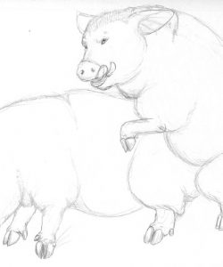 Pig Transformation 044